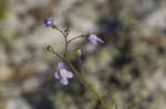 Apalachicola toadflax